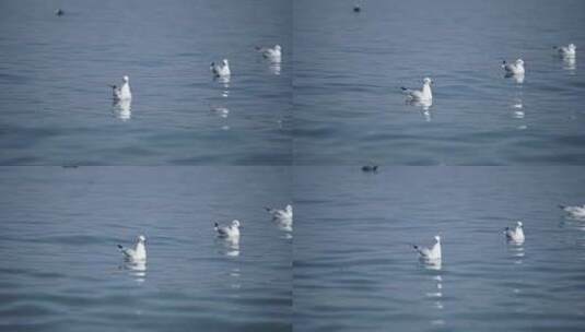 洱海中漂浮着的海鸥高清在线视频素材下载