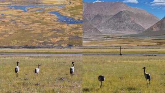 航拍西藏阿里班公湖湿地鸟类风光高清在线视频素材下载
