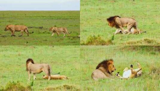 草原之王非洲狮子交配高清在线视频素材下载