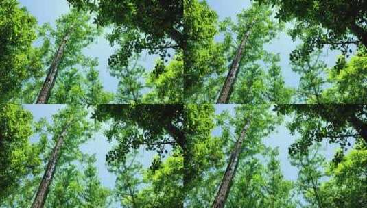 唯美树木树林白果树阳光银杏树叶森林高清在线视频素材下载