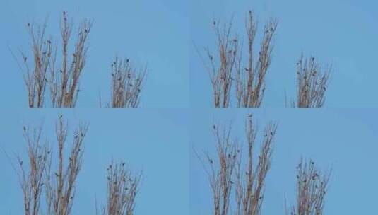 冬天枯树枝上的小鸟高清在线视频素材下载