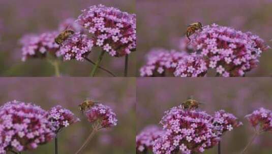 一只大蜜蜂停在紫色的花朵上面高清在线视频素材下载