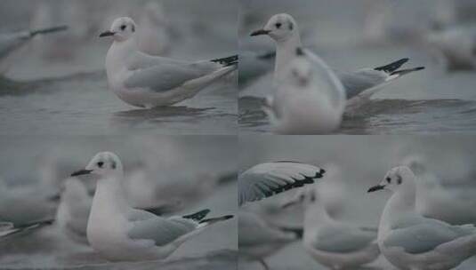 海鸥在天津渤海湾高清在线视频素材下载