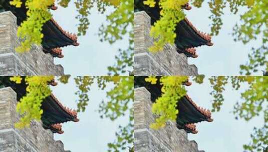 秋天中国古建筑故宫角楼前的金黄色银杏叶高清在线视频素材下载