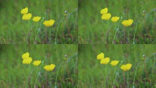 草原野花高清在线视频素材下载