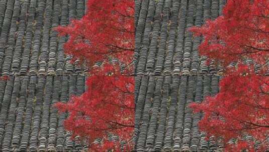 秋天阳光风吹火红枫叶古建筑局部特写高清在线视频素材下载