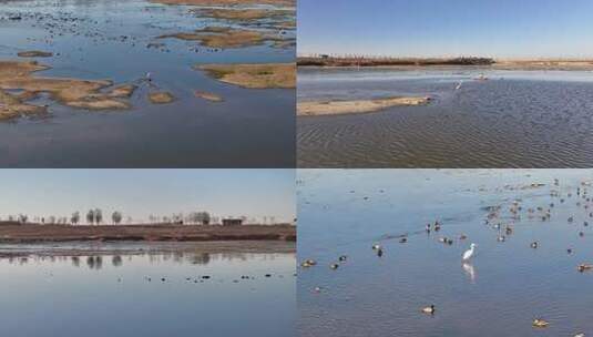 白鹭 野鸭 湖泊 湿地 保护环境 栖息地高清在线视频素材下载