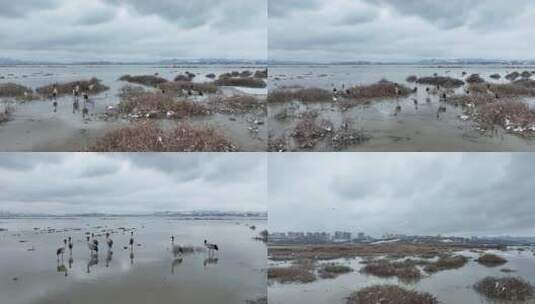 威宁草海冬天雪地黑颈鹤冰雪候鸟高清在线视频素材下载