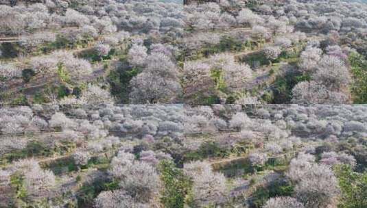 航拍福州永泰青梅花（葛岭万石村）6高清在线视频素材下载