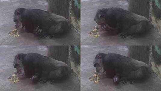 黑猩猩躺卧进食画面高清在线视频素材下载