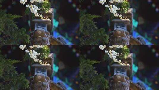 春天白梅花高清在线视频素材下载