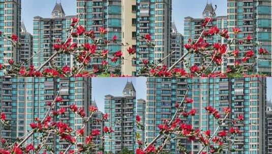 盛开的木棉花特写高清在线视频素材下载