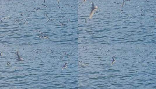 海面上海鸥飞翔画面高清在线视频素材下载