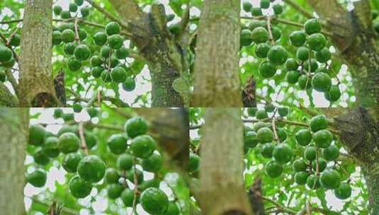 澳洲坚果 夏威夷果高清在线视频素材下载