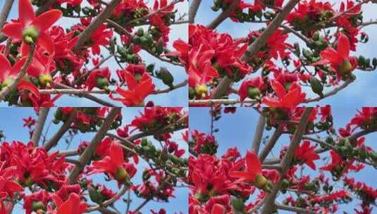 盛开的木棉花特写高清在线视频素材下载