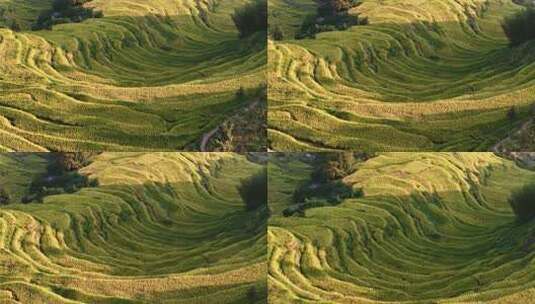 航拍浙江丽水云和梯田 秋天丰收的金色稻田高清在线视频素材下载