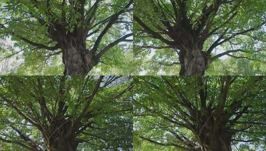 大树树木高清在线视频素材下载
