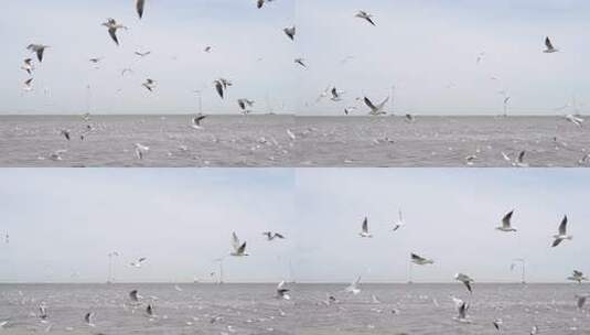 海面上海鸥群飞翔场景高清在线视频素材下载