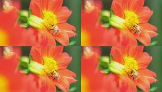3747_蜜蜂在一朵橙花上工作高清在线视频素材下载