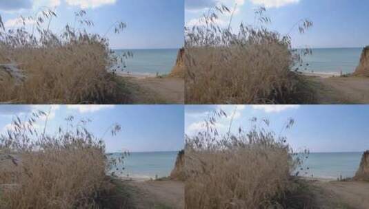 海岸旁的枯草高清在线视频素材下载