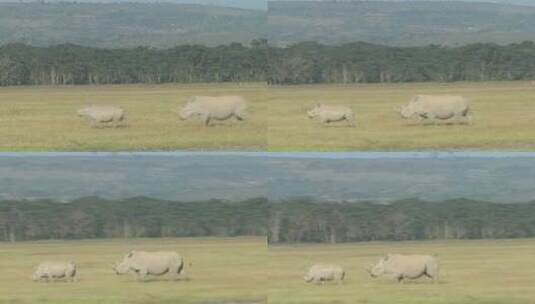 在草原里行走的犀牛高清在线视频素材下载