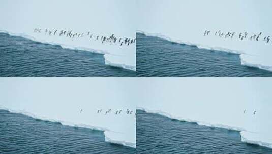 企鹅从海里跳上厚厚的冰面高清在线视频素材下载