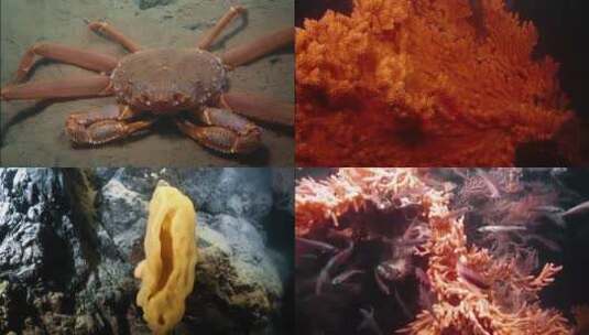 海底世界的奇妙生物高清在线视频素材下载