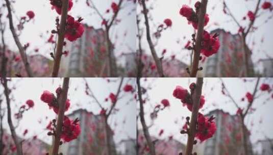 春天的花朵开放高清在线视频素材下载
