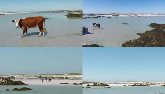 菲尼斯小岛退潮后将牛赶到岛上高清在线视频素材下载