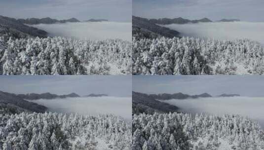 航拍湖北神农架冬季冬天云海冰雪雪松雪景高清在线视频素材下载