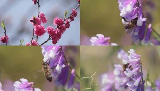 百花齐放  蜜蜂采蜜高清在线视频素材下载