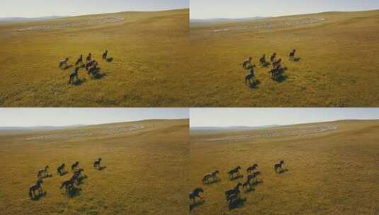 内蒙古草原绵羊骏马奔跑高清在线视频素材下载