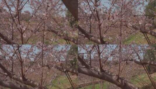 轨道前进拍摄一树盛开的樱花高清在线视频素材下载
