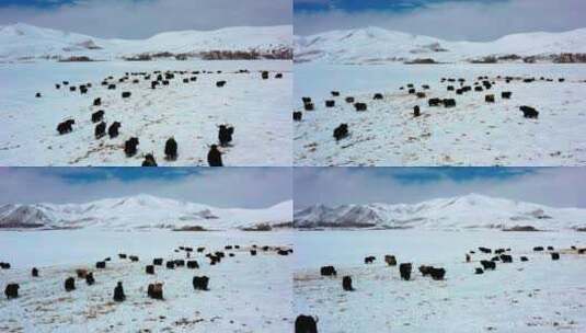 西藏雪山牦牛群高清在线视频素材下载