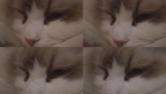 撸猫猫咪特写猫眼猫鼻子高清在线视频素材下载