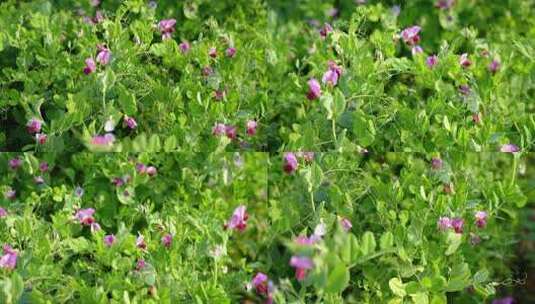 相机高清摄农村菜田豌豆花开(4)高清在线视频素材下载