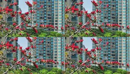 盛开的木棉花特写高清在线视频素材下载