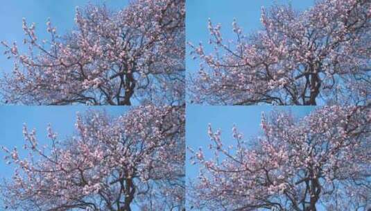 初夏蓝天下盛开的百年杏花树自然风景高清在线视频素材下载