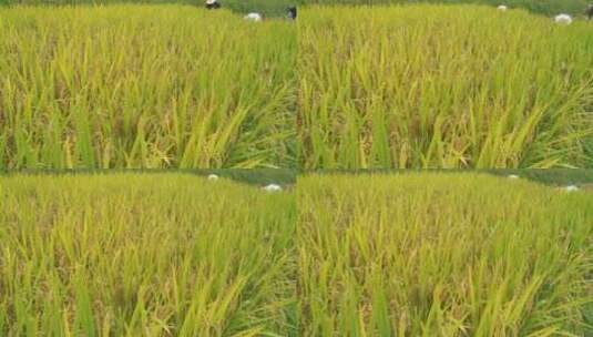 水稻稻谷大米高清在线视频素材下载