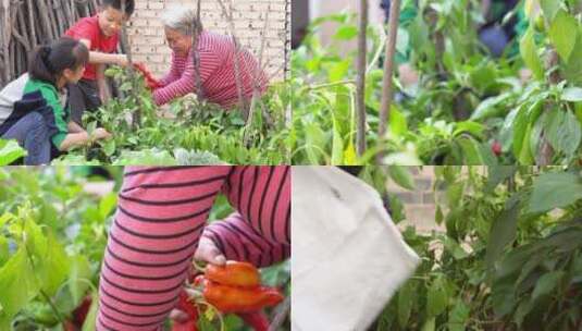 一家人菜园摘蔬菜高清在线视频素材下载