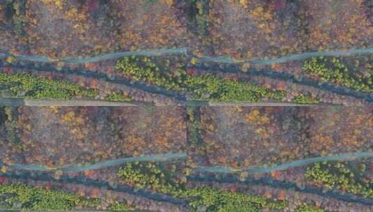 东北秋季山林公路五彩斑斓美丽景色航拍风光高清在线视频素材下载