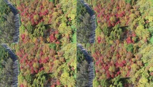 秋季山区枫红柞黄景色高清在线视频素材下载