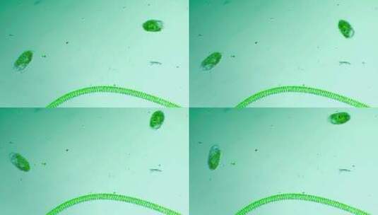 生物科普科研素材 显微镜下的纤毛虫高清在线视频素材下载