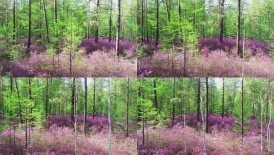 杜鹃花绽放的森林春景高清在线视频素材下载