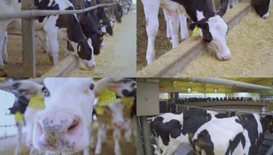 奶牛养殖场现代化挤奶高清在线视频素材下载