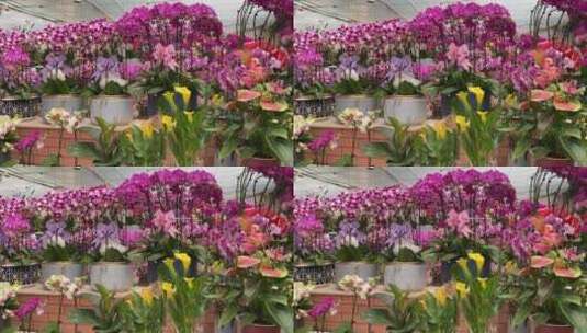 济南鲜花市场，百合、菊花、玫瑰花等高清在线视频素材下载