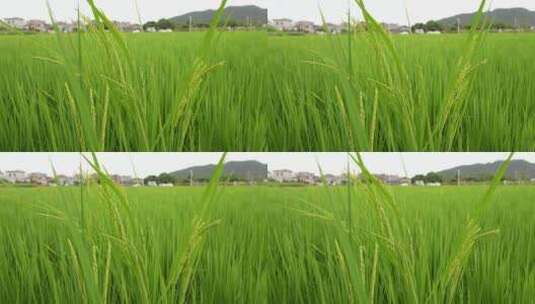 绿色的稻谷随风飘摇高清在线视频素材下载