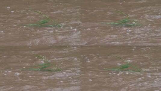 旅游景区 丹河夏季 湍急河水中的水草漂浮高清在线视频素材下载