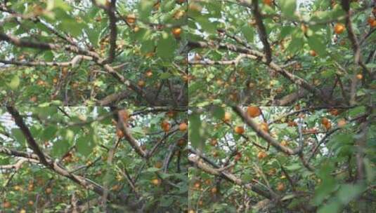 杏树  满树熟杏  成熟果实高清在线视频素材下载