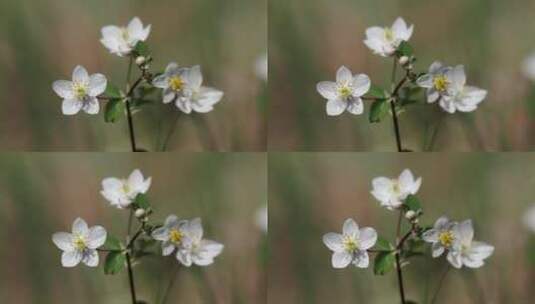 随风摇摆的白色花朵高清在线视频素材下载